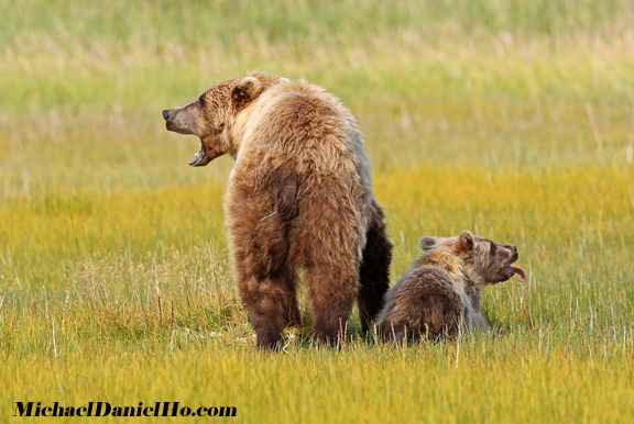 photo of brown bear sow with cub