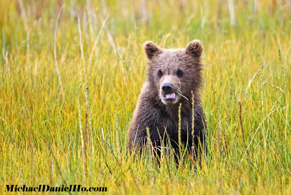 brown bear cub in grass