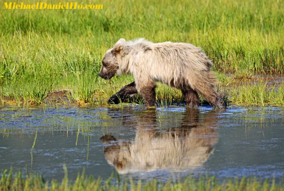 brown bear cub photo