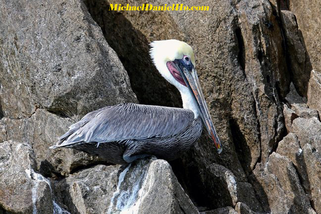 pelican photos