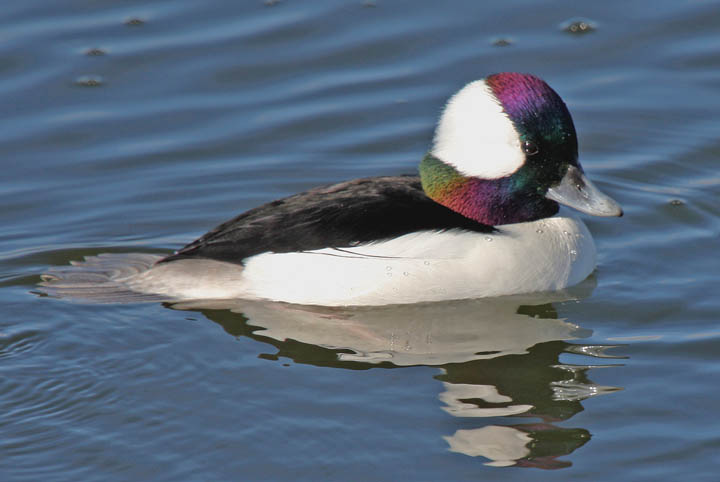 photo of bufflehead duck