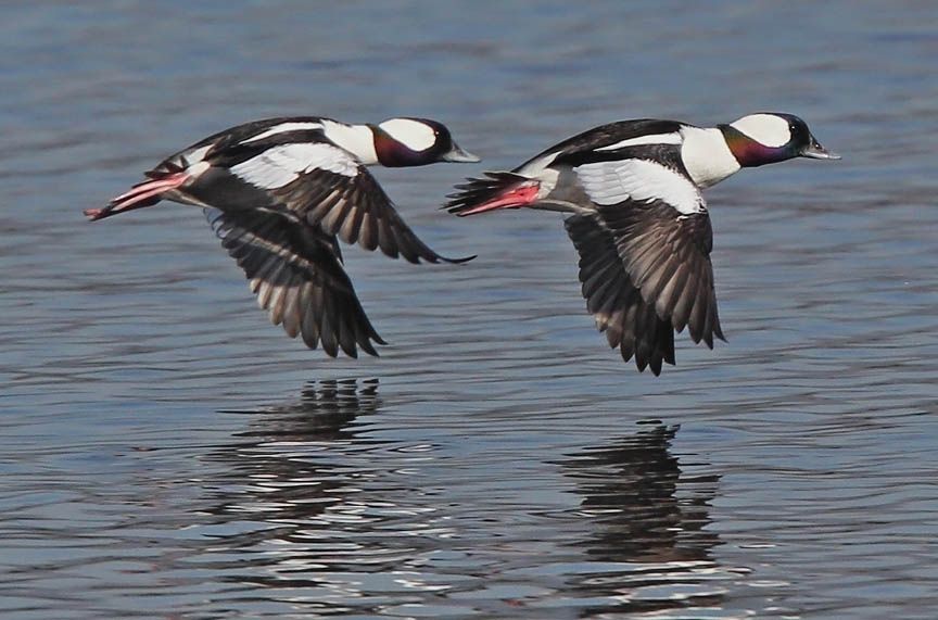 photo of bufflehead duck