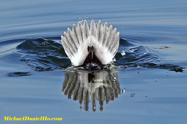 photo of bufflehead duck