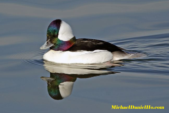 photo of bufflehead duck