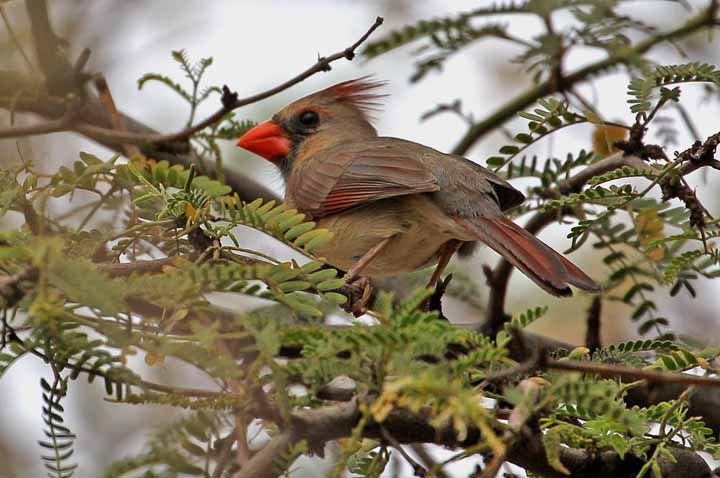 photo of cardinal bird