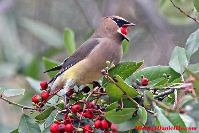 cedar waxwing photo