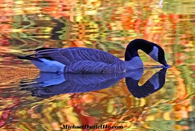 photo of Canadian Goose