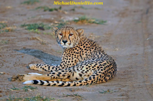  cheetah cub sleeping