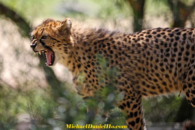 photo of cheetah