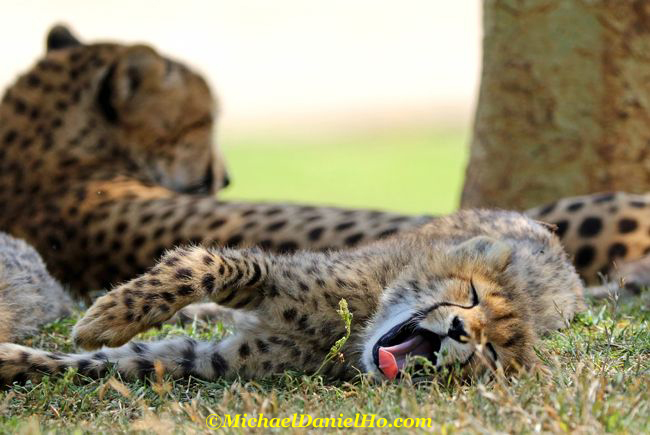  cheetah cub sleeping