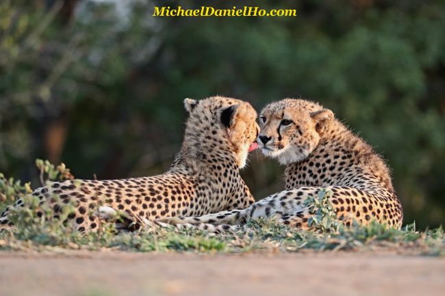  cheetah cub sleeping