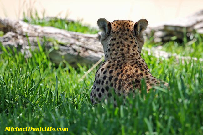 photo of cheetah