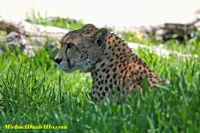 Cheetah photos