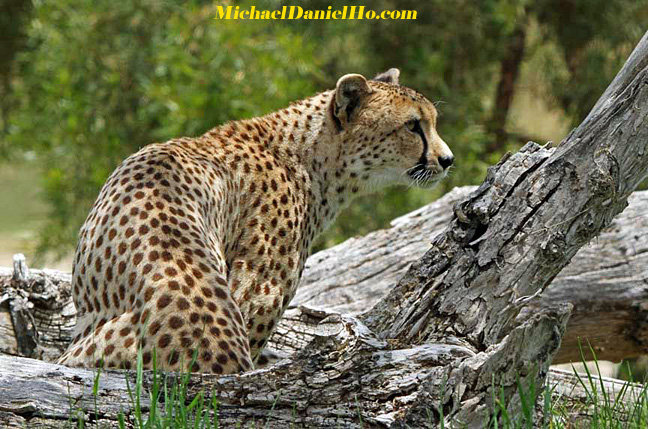 Cheetah photos