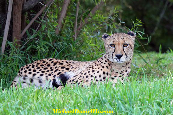 Cheetah photos