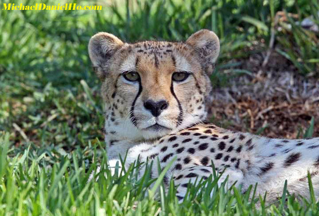 photo of african cheetah