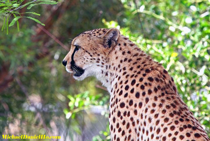 Cheetah photos