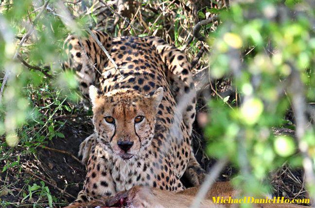 photo of cheetah