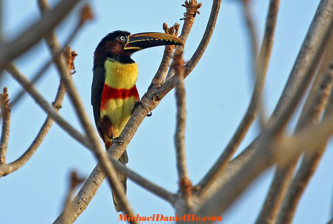 photo of chestnut-eared aracari