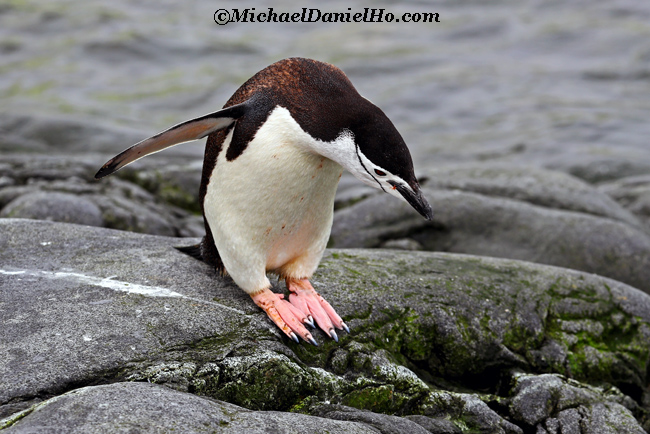 chinstrap penguin standing on rock in antarctica