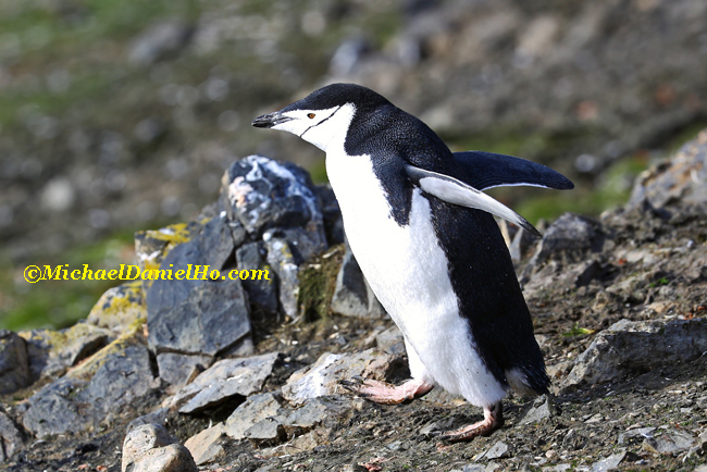 chinstrap penguin walking in antarctica