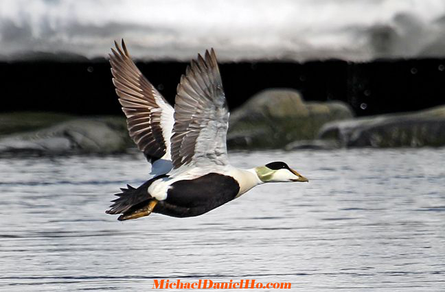 photo of common eider