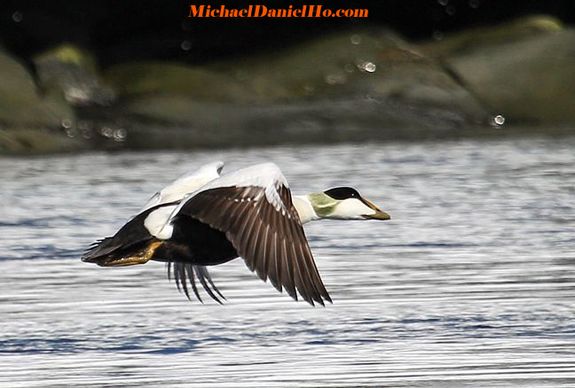 photo of common eider