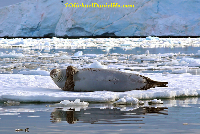 crabeater seal on ice in antarctica