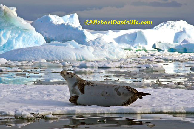 crabeater seal on ice floe in antarctica