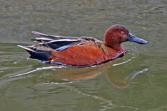 photo of cinnamon teal