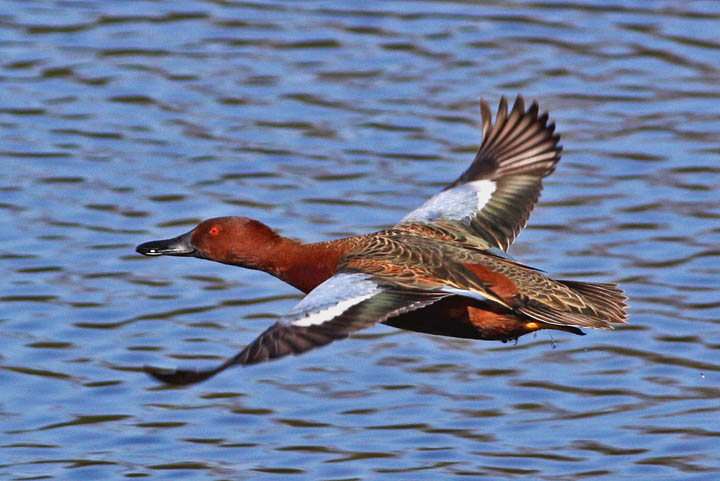 photo of cinnamon teal duck