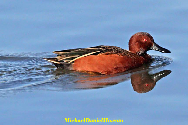 photo of cinnamon teal duck