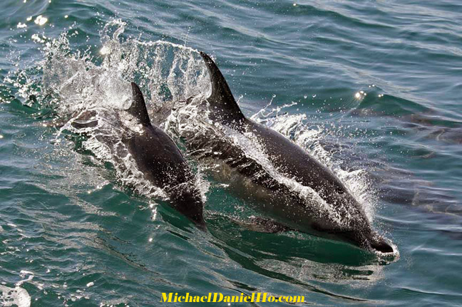 common dolphin swimming