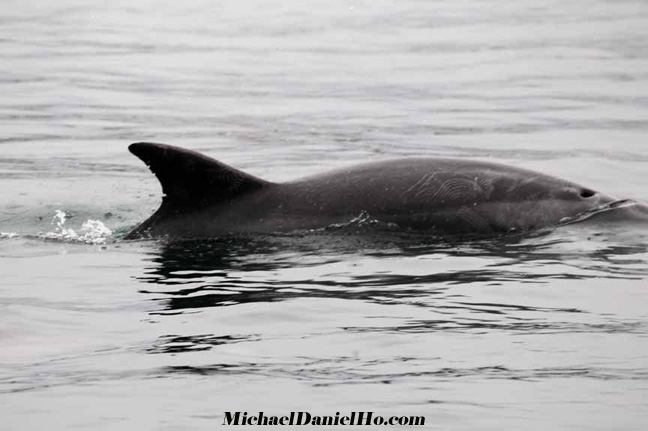 bottle-nosed dolphin