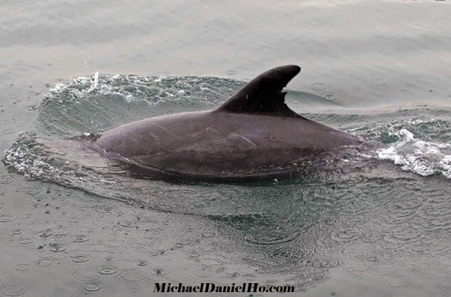 risso dolphins