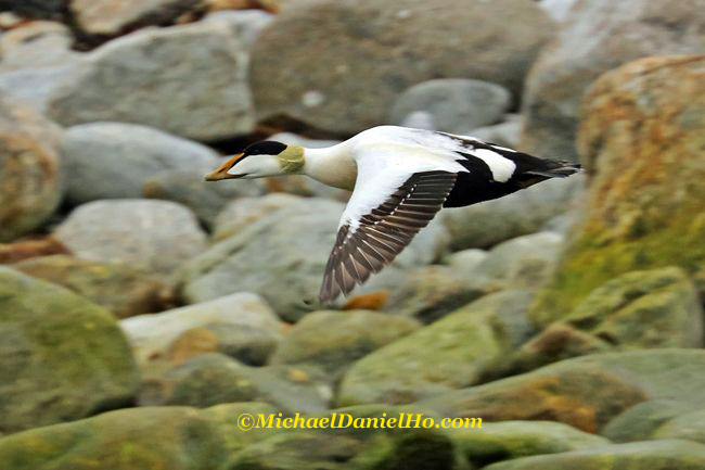 photo of common eider duck in flight