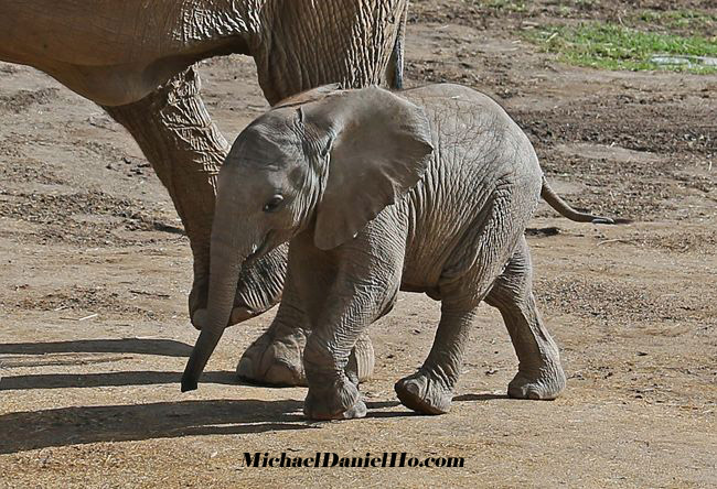 african elephant photos