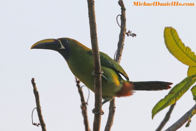 photo of emerald toucanet in costa rica