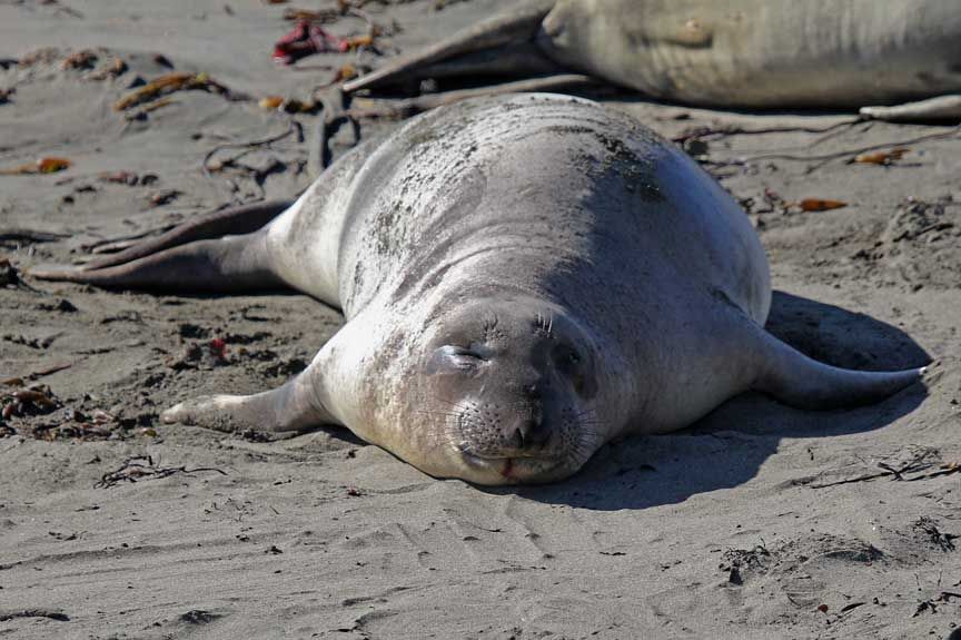 elephant seal photo