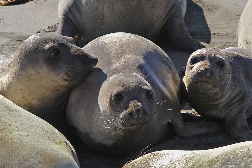 elephant seal photo