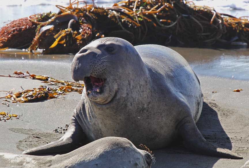 elephant seal photo