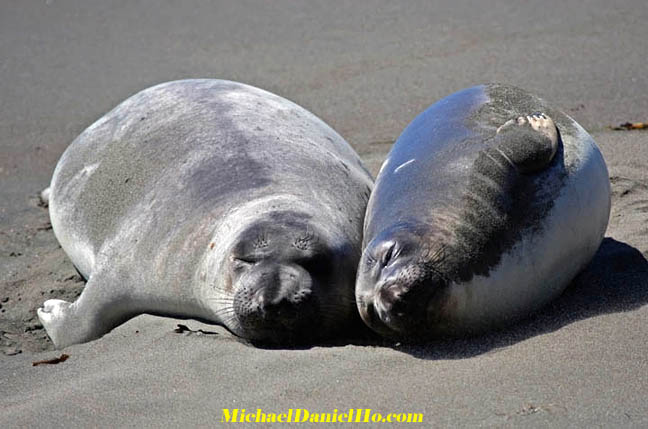 photo of elephant seals