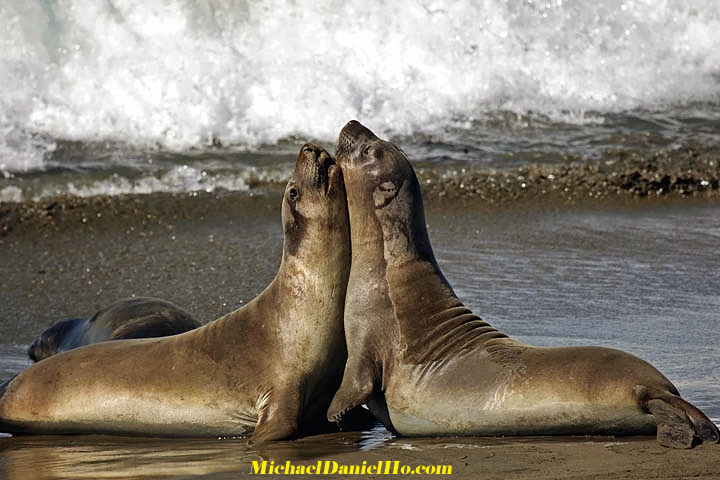 photo of elephant seal