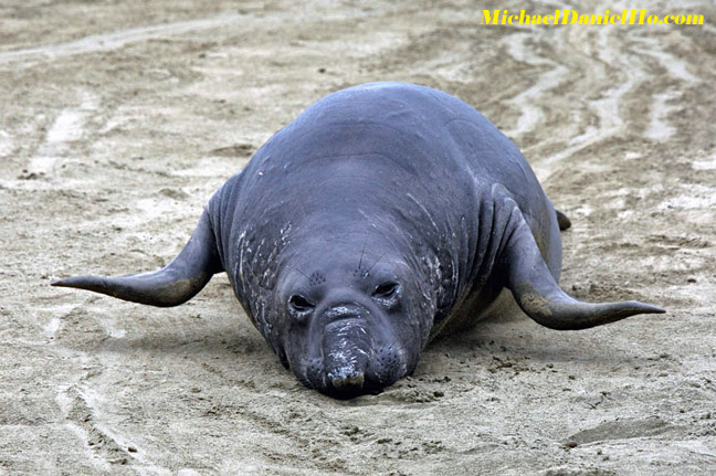 photo of Elephant seal