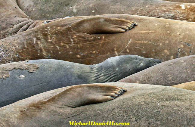 photo of Elephant seal