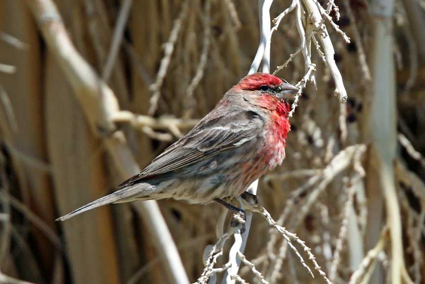 warbler photo