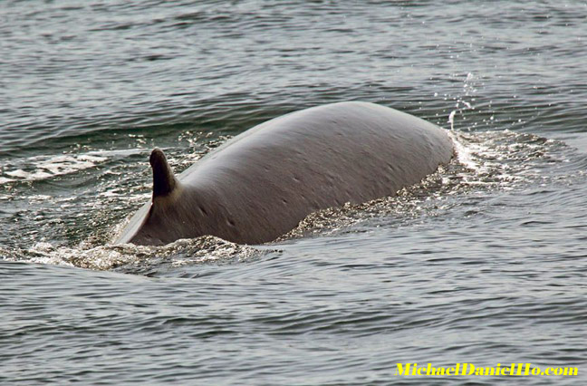 Fin whale picture