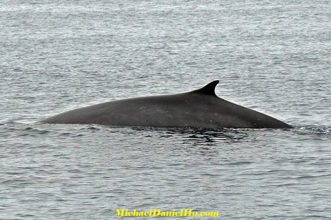 Fin whale photos