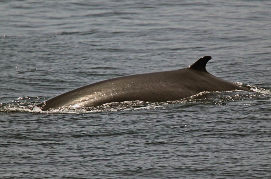 Fin whale photos