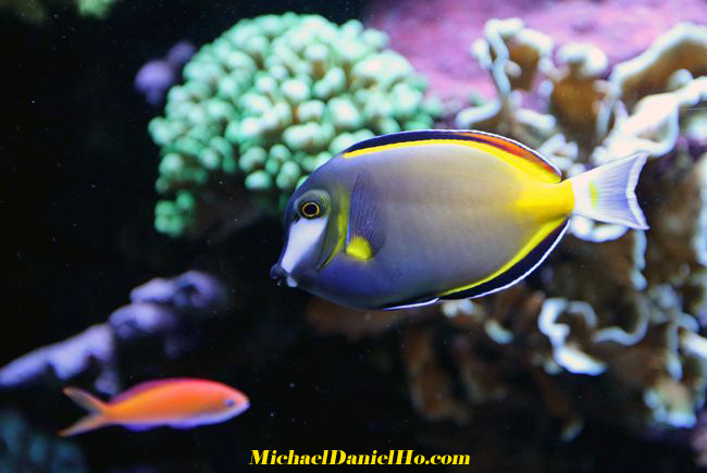tropical fish